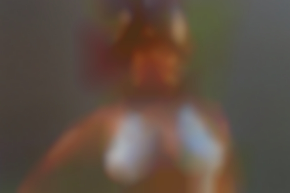Average hairy erotic pussy women.